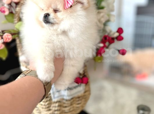 Teacup Di̇şi̇ Pomerani̇an Boo görsel