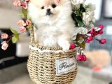 Teacup Di̇şi̇ Pomerani̇an Boo