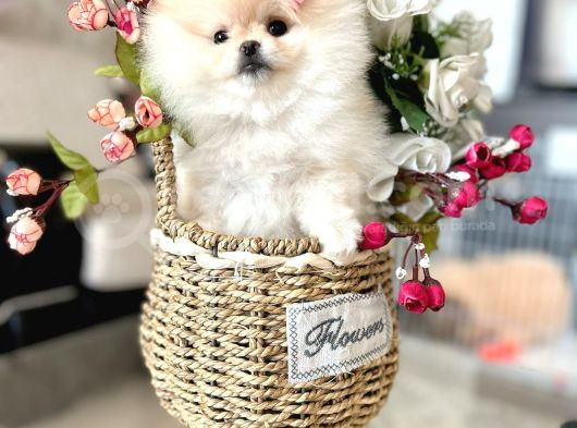 Teacup Di̇şi̇ Pomerani̇an Boo görsel