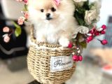 TEACUP DİŞİ POMERANİAN BOO