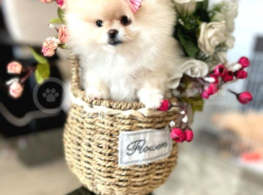 Teacup Di̇şi̇ Pomerani̇an Boo