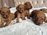 TOY POODLE ANNE ALTINDAN