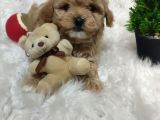 Veteriner Kontrolüyle F1 Maltipoo Yavrular