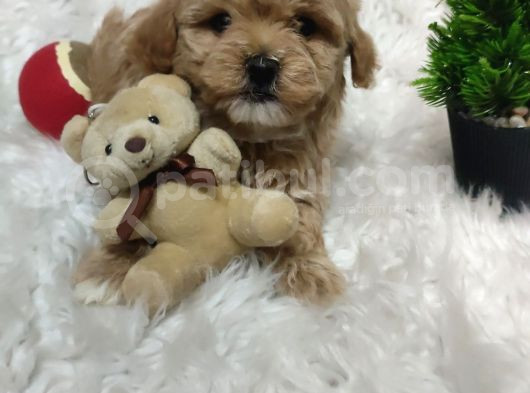 Veteriner Kontrolüyle F1 Maltipoo Yavrular görsel