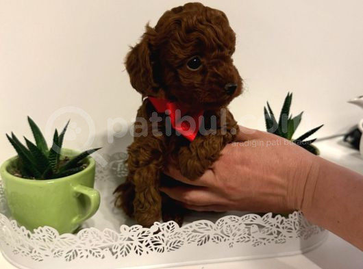 Red Brown Orji̇nal Toy Boy Yavrumuz görsel
