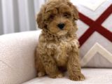 Güzeller Güzeli Maltipoo Yavrum