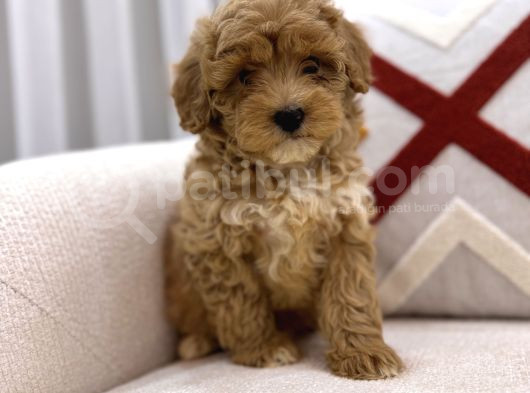 Güzeller Güzeli Maltipoo Yavrum görsel