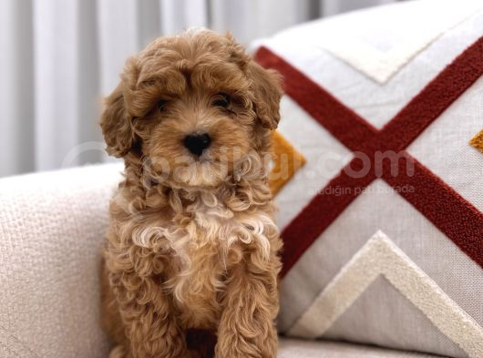 Güzeller Güzeli Maltipoo Yavrum görsel