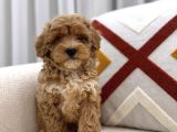 Güzeller Güzeli Maltipoo Yavrum