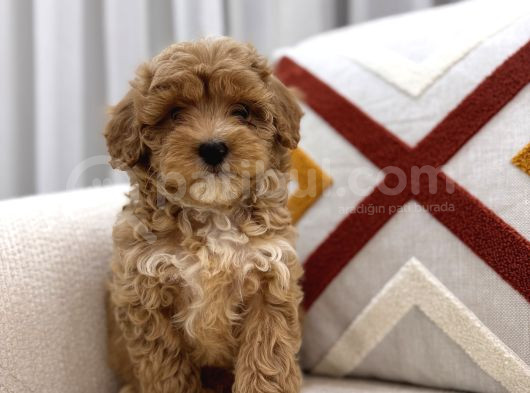 Güzeller Güzeli Maltipoo Yavrum görsel