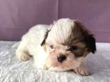 Mi̇ni̇ Boy Shi̇htzu Bebekler
