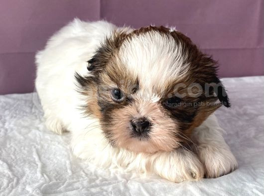 Mi̇ni̇ Boy Shi̇htzu Bebekler görsel
