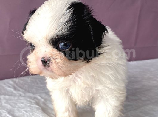 Mi̇ni̇ Boy Shi̇htzu Bebekler görsel