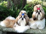 Safkan Shih Tzu Yavruları 2 Erkek Parazit Karma Aşı Yapıldı