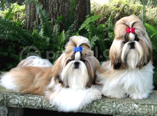 Safkan Shih Tzu Yavruları 2 Erkek Parazit Karma Aşı Yapıldı görsel