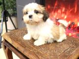 Safkan Shih Tzu Yavruları 2 Erkek Parazit Karma Aşı Yapıldı
