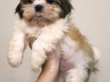 Safkan Shih Tzu Yavruları 2 Erkek Parazit Karma Aşı Yapıldı