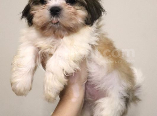 Safkan Shih Tzu Yavruları 2 Erkek Parazit Karma Aşı Yapıldı görsel