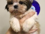 Safkan Shih Tzu Yavruları 2 Erkek Parazit Karma Aşı Yapıldı