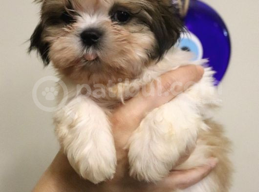 Safkan Shih Tzu Yavruları 2 Erkek Parazit Karma Aşı Yapıldı