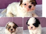 Mi̇ni̇ Boy Shi̇htzu Bebekler