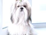 Safkan Shih Tzu Yavruları 2 Erkek Parazit Karma Aşı Yapıldı
