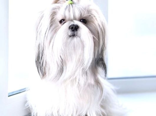 Safkan Shih Tzu Yavruları 2 Erkek Parazit Karma Aşı Yapıldı görsel