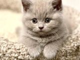 Dostlar Lilac Ve Gri British Shorthair