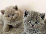 Dostlar Lilac Ve Gri British Shorthair