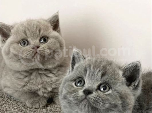 Dostlar Lilac Ve Gri British Shorthair