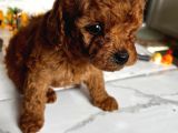 Toy Poodle Yavrular