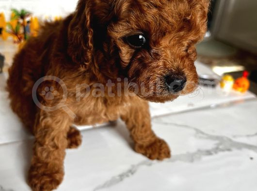 Toy Poodle Yavrular görsel