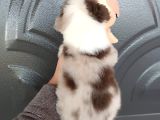 Bordercollie Bebekler