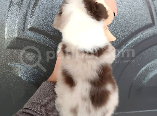 Bordercollie Bebekler görsel