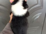 Bordercollie Bebekler