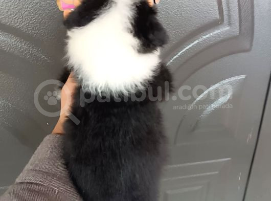 Bordercollie Bebekler görsel