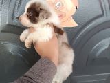 Bordercollie Bebekler