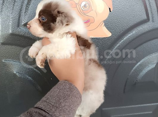 Bordercollie Bebekler görsel