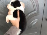 Bordercollie Bebekler