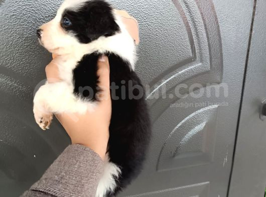 Bordercollie Bebekler görsel