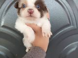 BorderCollie bebekler