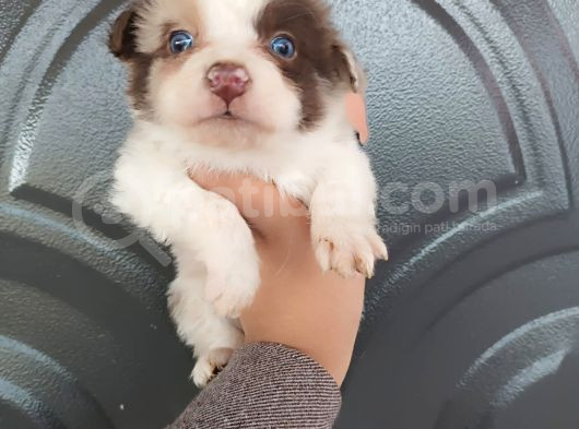 Bordercollie Bebekler