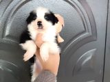 Bordercollie Bebekler