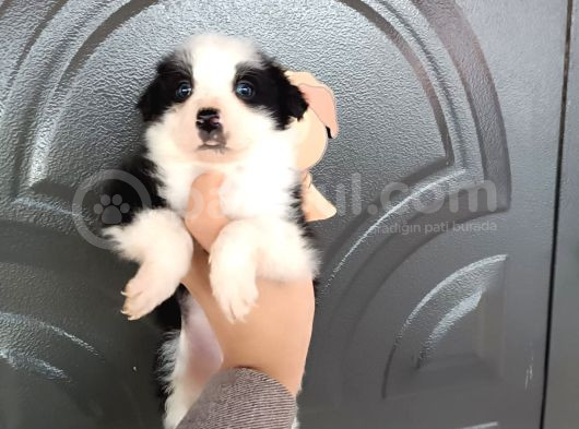 Bordercollie Bebekler görsel