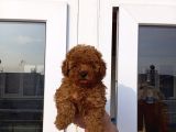 TOY POODLE YAVRULAR