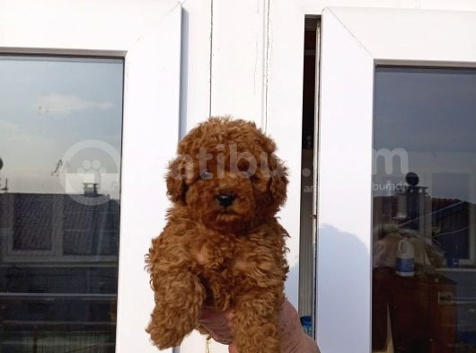 Toy Poodle Yavrular