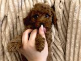 İzmir Minyatür Poodle Yavrularım