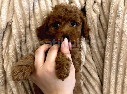 İzmir Minyatür Poodle Yavrularım görsel