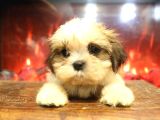 Safkan Shih Tzu 2 Erkek Yavru Parazit Ve Aşı Yapıldı