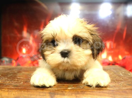 Safkan Shih Tzu 2 Erkek Yavru Parazit Ve Aşı Yapıldı görsel